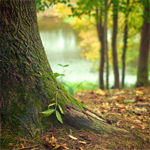 Traditionelle Waldbestattung